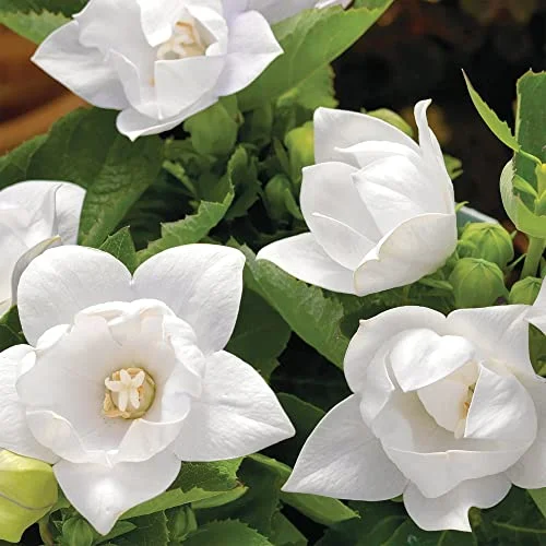 QAUZUY GARDEN 40 White Balloon Flower (Platycodon) Bellflower Seeds for Planting | Attract Pollinators & Fast-Growing | Striking Houseplants Home Garden Plant