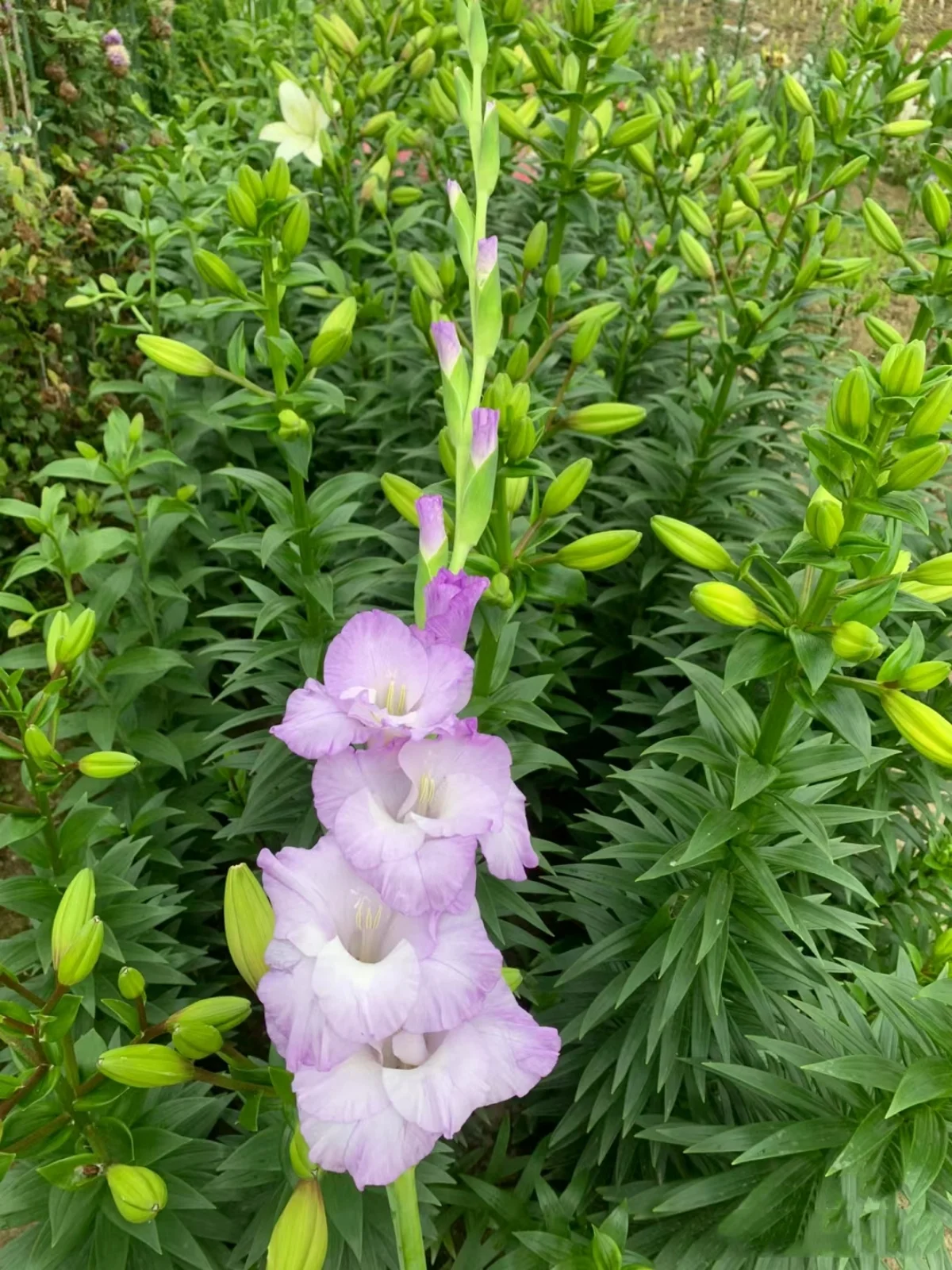 Gladiolus bulbs , beautiful flower bulbs , exotic , floral decoration  ，colorful bulbs