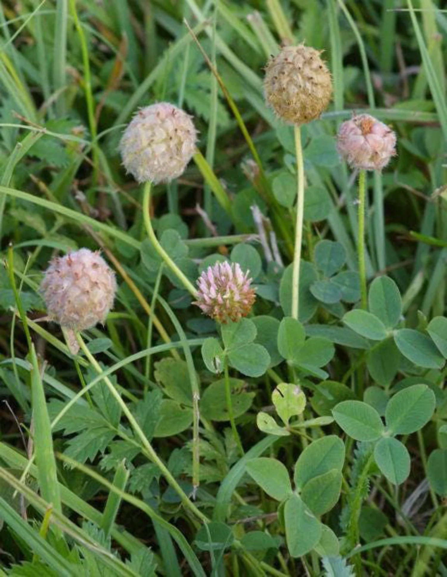 300 STRAWBERRY HEADED CLOVER Palestine Trifolium Fragiferum Pink Flower Seeds