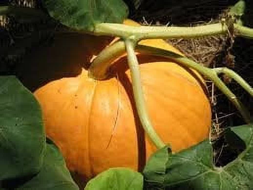 Big Max Pumpkin Seeds for Planting - Produces The Largest Heirloom Pumpkins on Average | Seeds by Liliana's Garden |