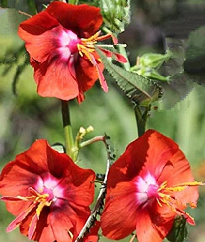 Pentapetes phoenicea 10 Seeds Noon Flower Tropical Deck & Border Gardening Rare Tender Perennial