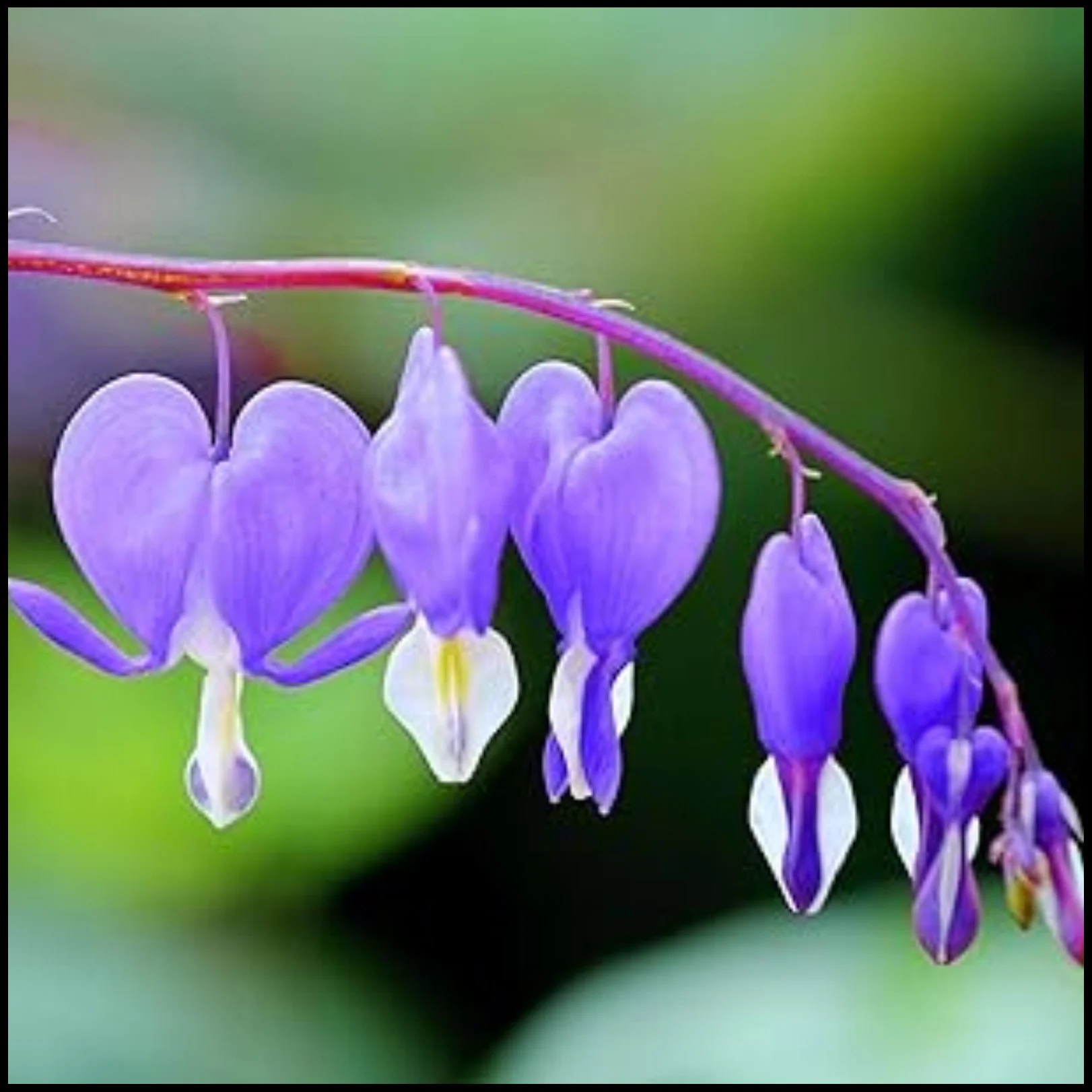 Bleeding Hearts Bulbs For Planting,Bleeding Hearts Plants,Beautify Environment,Bleeding Hearts Flowers,Dicentra Spectabilis Bleeding Heart,Bleeding Hearts Bulbs For Sale.