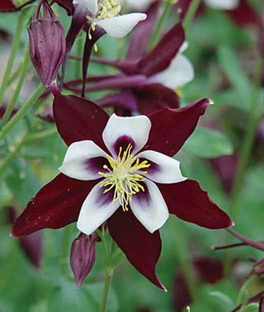 20 Seeds BURGUNDY Columbine McKana Giants Flower Seeds, Perennial Colorful, Easy to Grow Attracts Bees and Hummingbirds 20 SEEDS Free Shipping