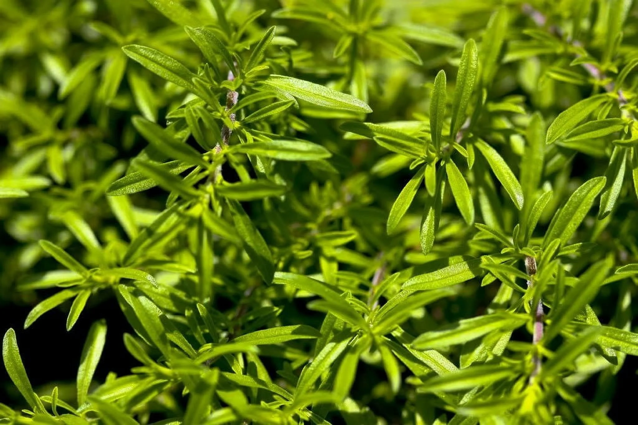 150 Creeping WINTER SAVORY Satureja Montana Herb Flower Seeds *Flat S/H