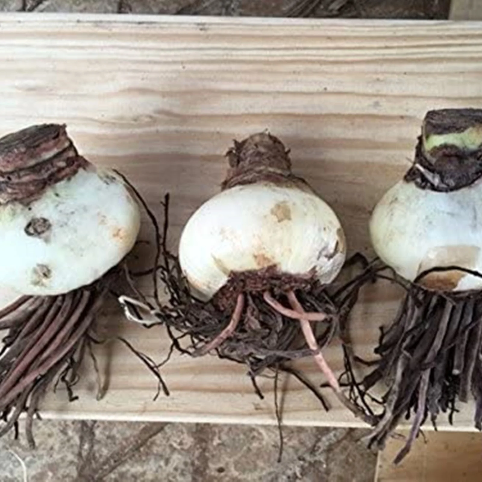 Amaryllis Bulbs For Planting,Amarillos,Iridescent,Amaryllis Bulbs,Amaryllis Pots,Amaryllis Plants For Sale,Amaryllis Belladonna Bulbs,Beautify Environment,Amaryllis Belladonna.