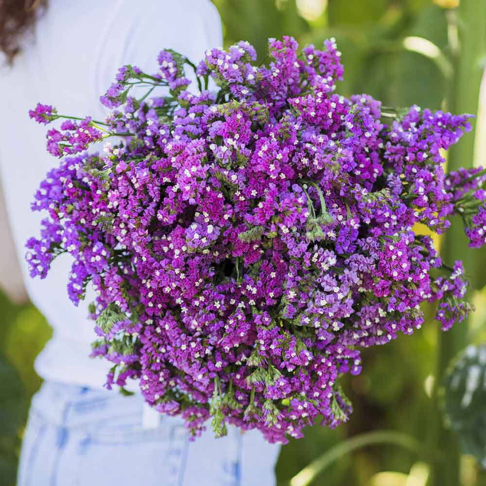 Statice Seeds - Twilight - Packet - Purple Flower Seeds,  Heirloom Seed, Open Pollinated Seed  Attracts Bees, Attracts Butterflies, Attracts Pollinators, Easy to Grow & Maintain, Container Garden