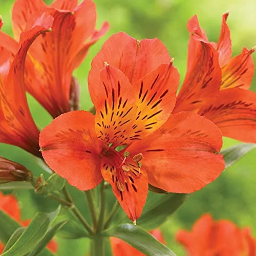 CHUXAY GARDEN Alstroemeria-Peruvian Llily,Lily of The Incas 25 Seeds Long-Lived Perennials Mixed Color