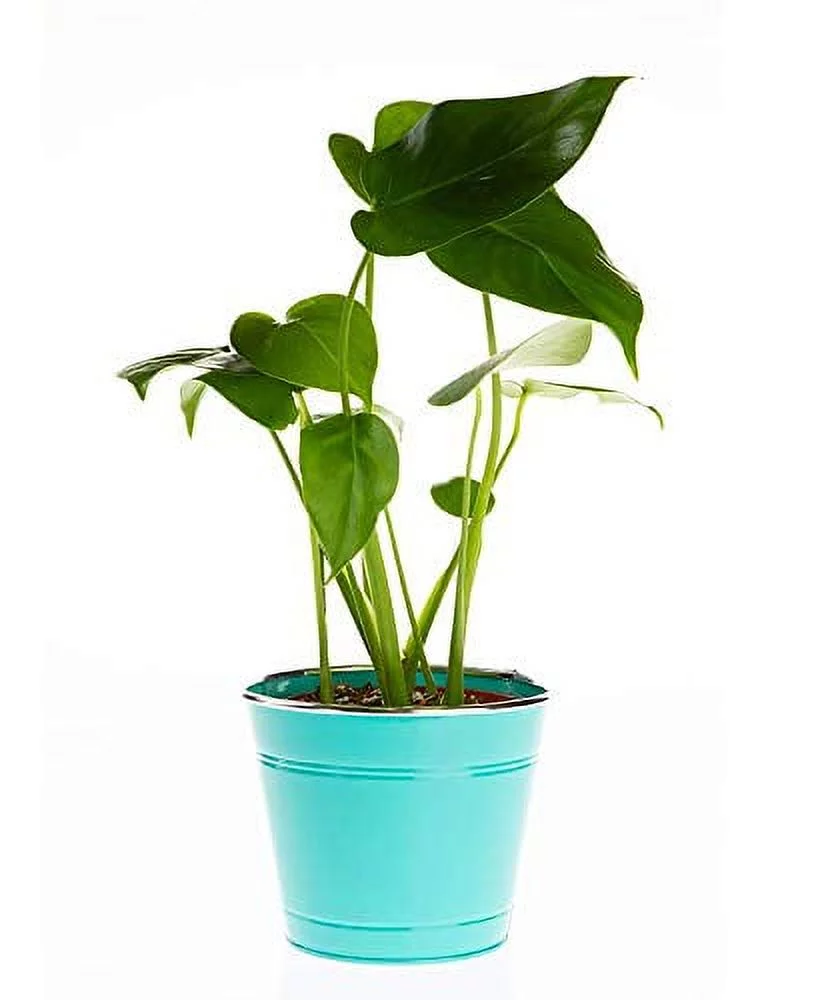 CBT Floral & Craft Cotton Candy Tin Pots w/Packed Liner (Sell in Single Piece) (Blue)