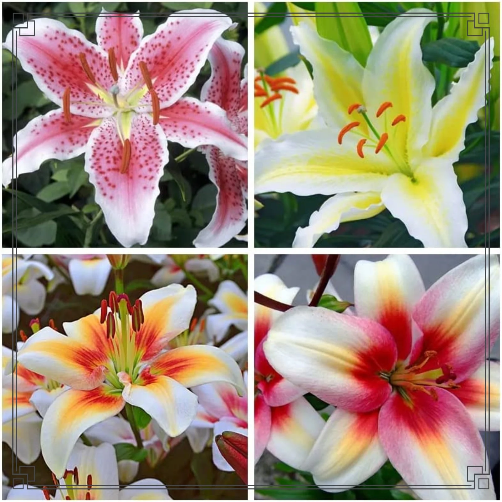 Lily Bulbs Bulk Lily Bulbs Lily Flower Lily Bulbs For Sale Lilies Bulbs Stargazer Lily Bulbs Perennials Garden Flowers