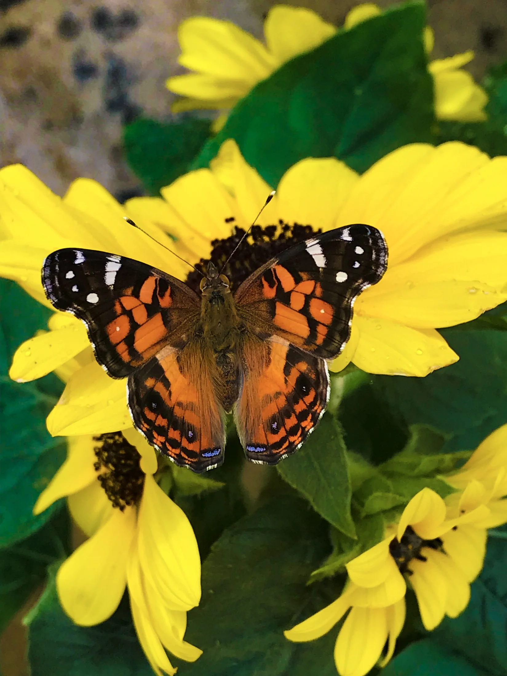 Sunfinity 2.5QT Yellow Sunflower Live Plants with Grower Pot