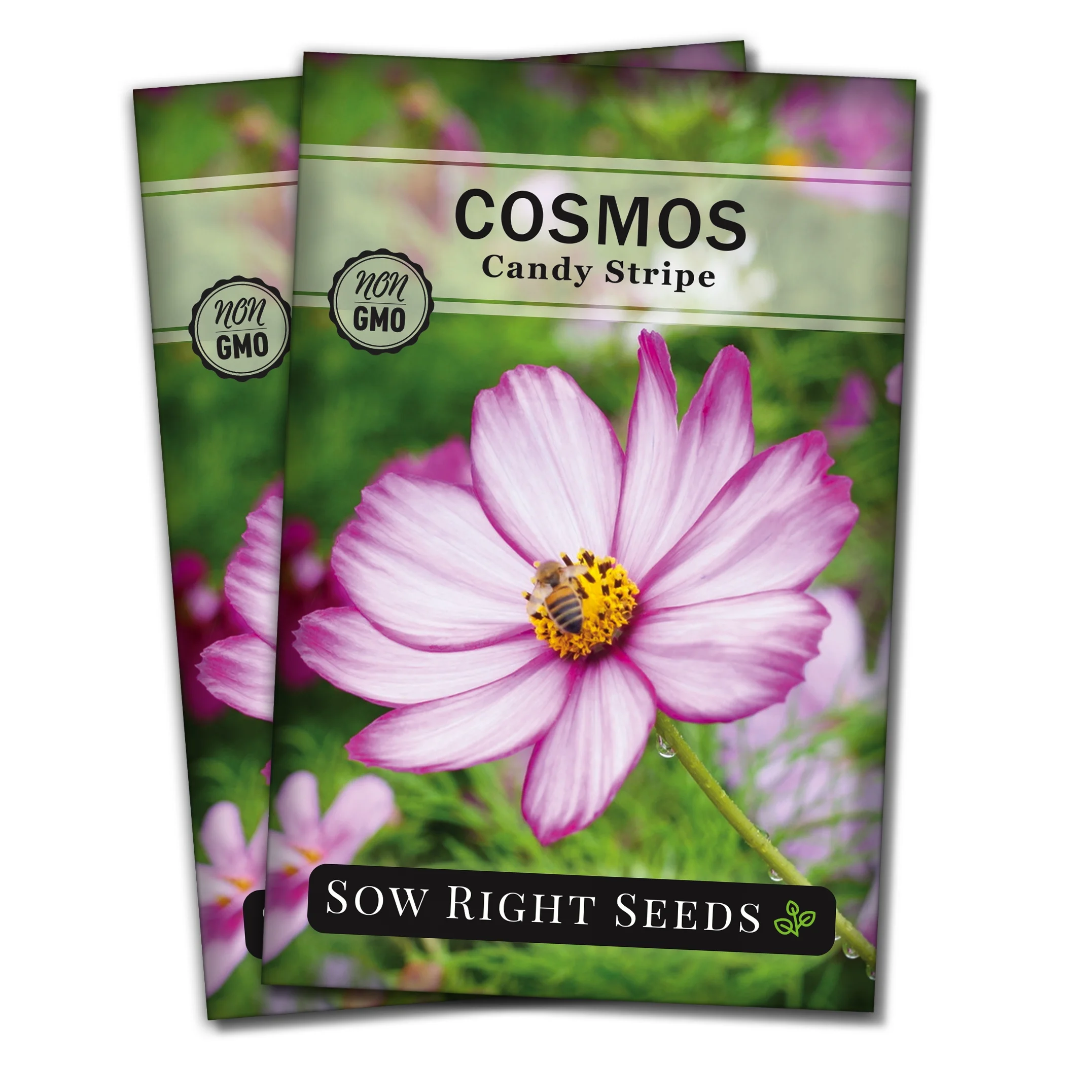 Candystripe Cosmos Seeds - Non GMO Heirloom Varieties for your Flower Garden - 2 Pack