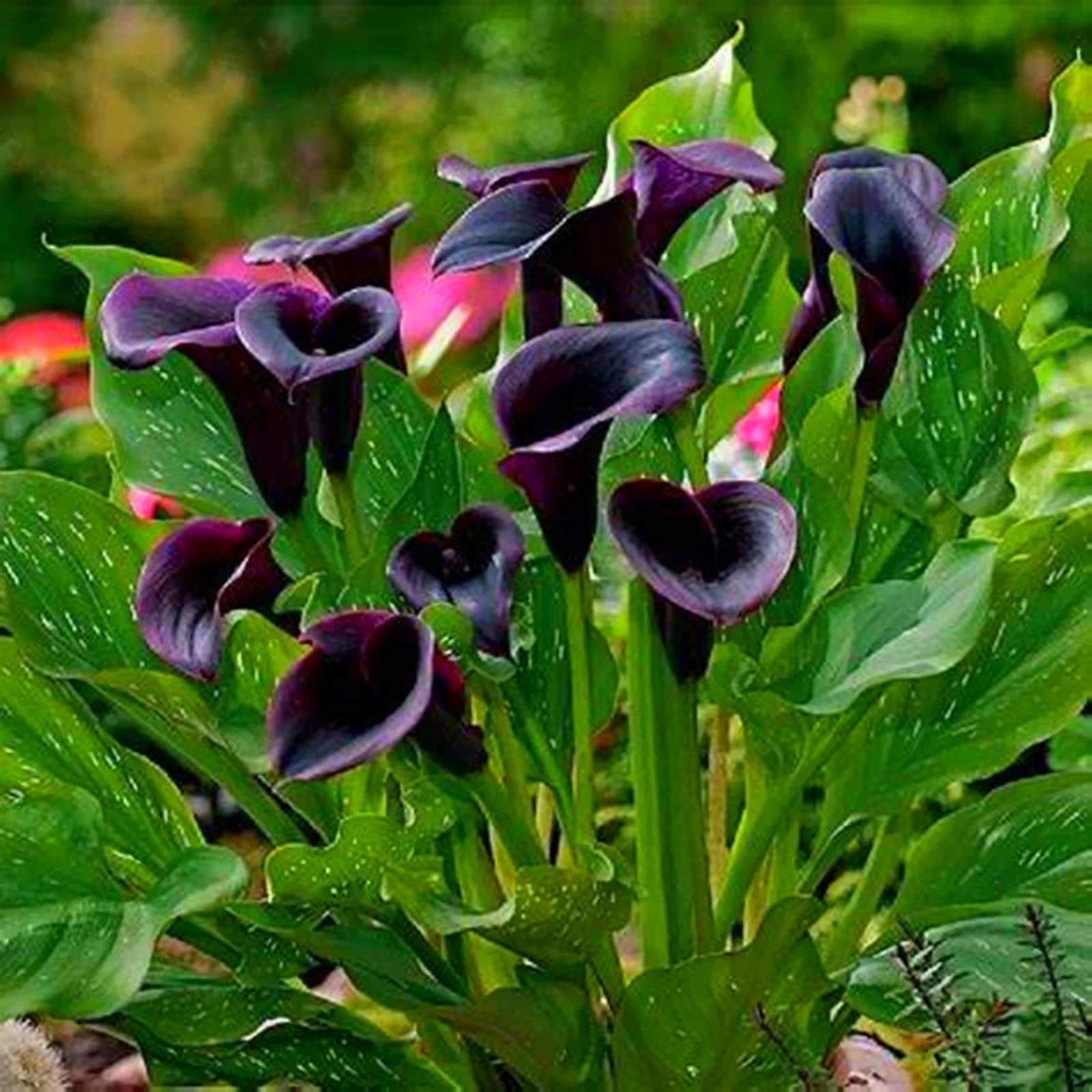 Calla Lily Bulbs, Calla Lily Bulbs Giant,Calla Lily Plant Perinial,Bulb Flowers,Calla Lily Plants,Calla Lily Bulbs Giant,Calla Lily Bulbs For Sale