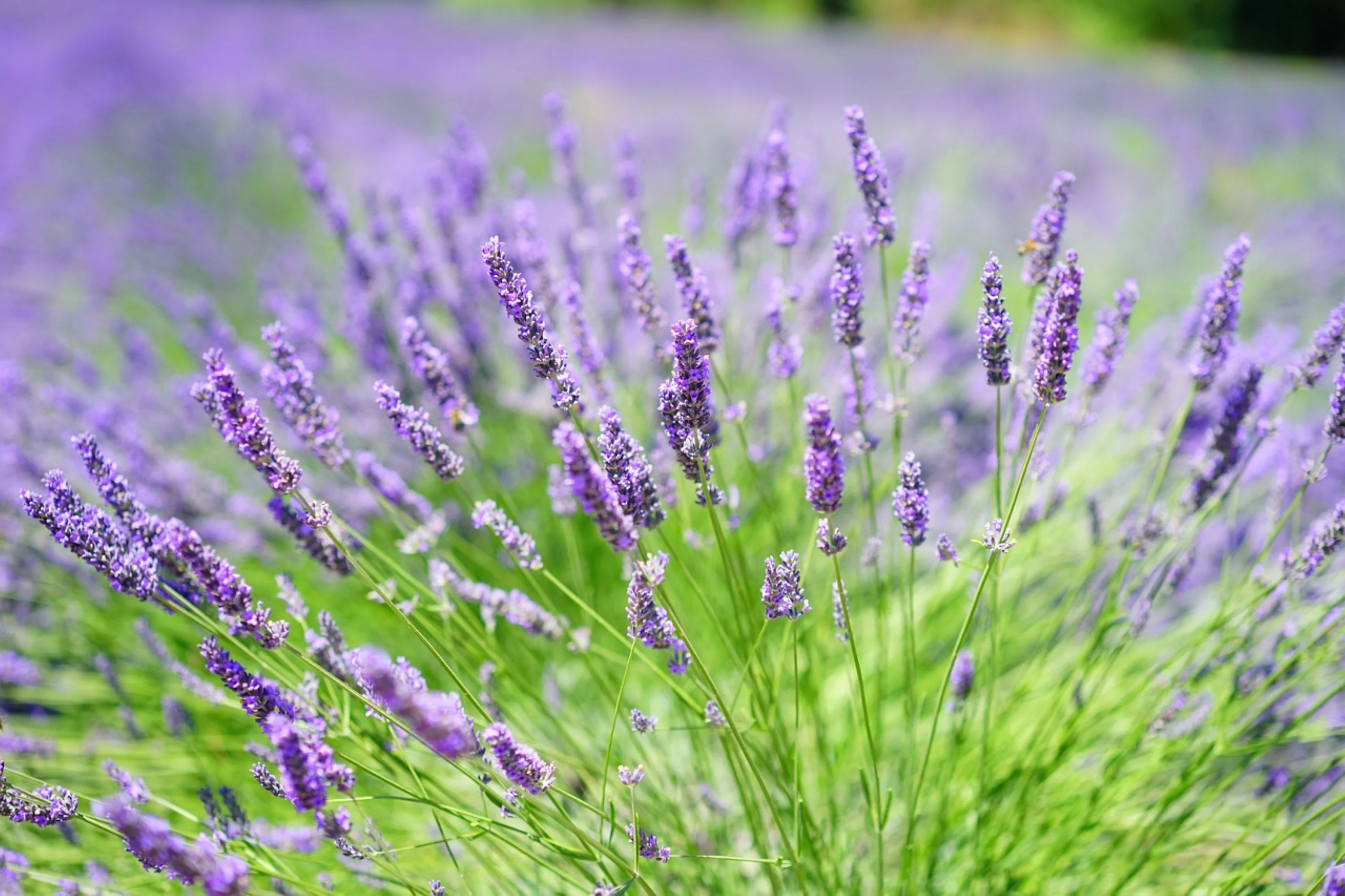 Lavender Vera English Seeds/Perennial/Full Sun/1800 Seeds 2 Grams/Zellajake Farm and Garden - B100