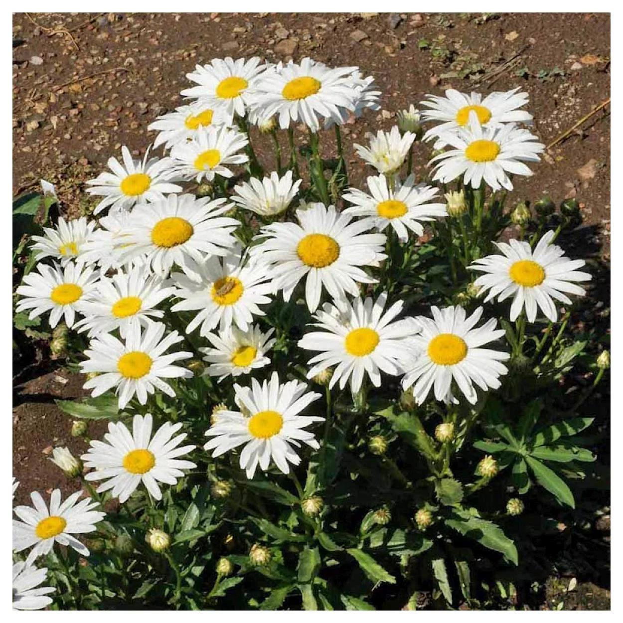 Everwilde Farms - 2000 Silver Princess Shasta Daisy Garden Flower Seeds - Gold Vault Jumbo Bulk Seed Packet