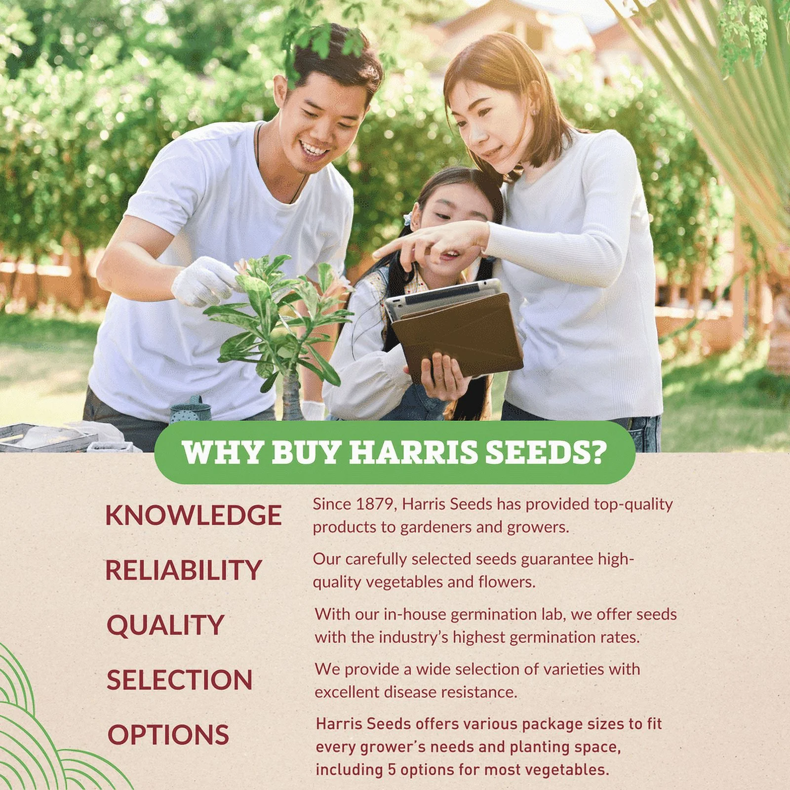 Harris Seeds - Autumn Frost Squash Seeds - Treated - Non-GMO - 25 Seeds