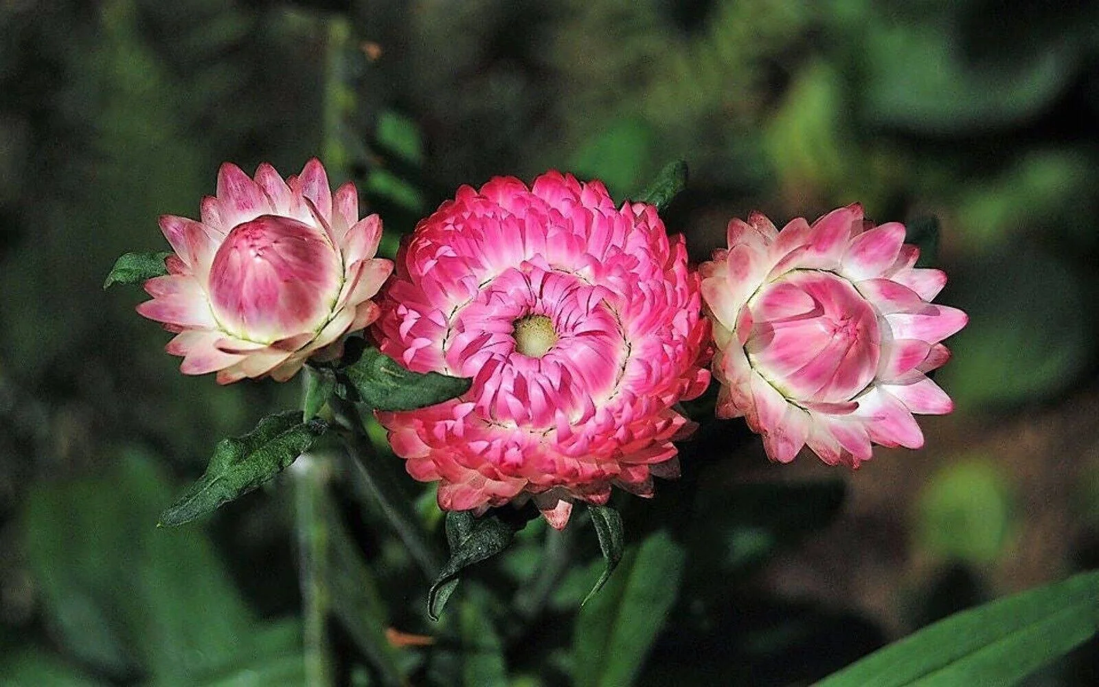 50 PINK DOUBLE STRAWFLOWER Helichrysum Bracteatum Flower Seeds