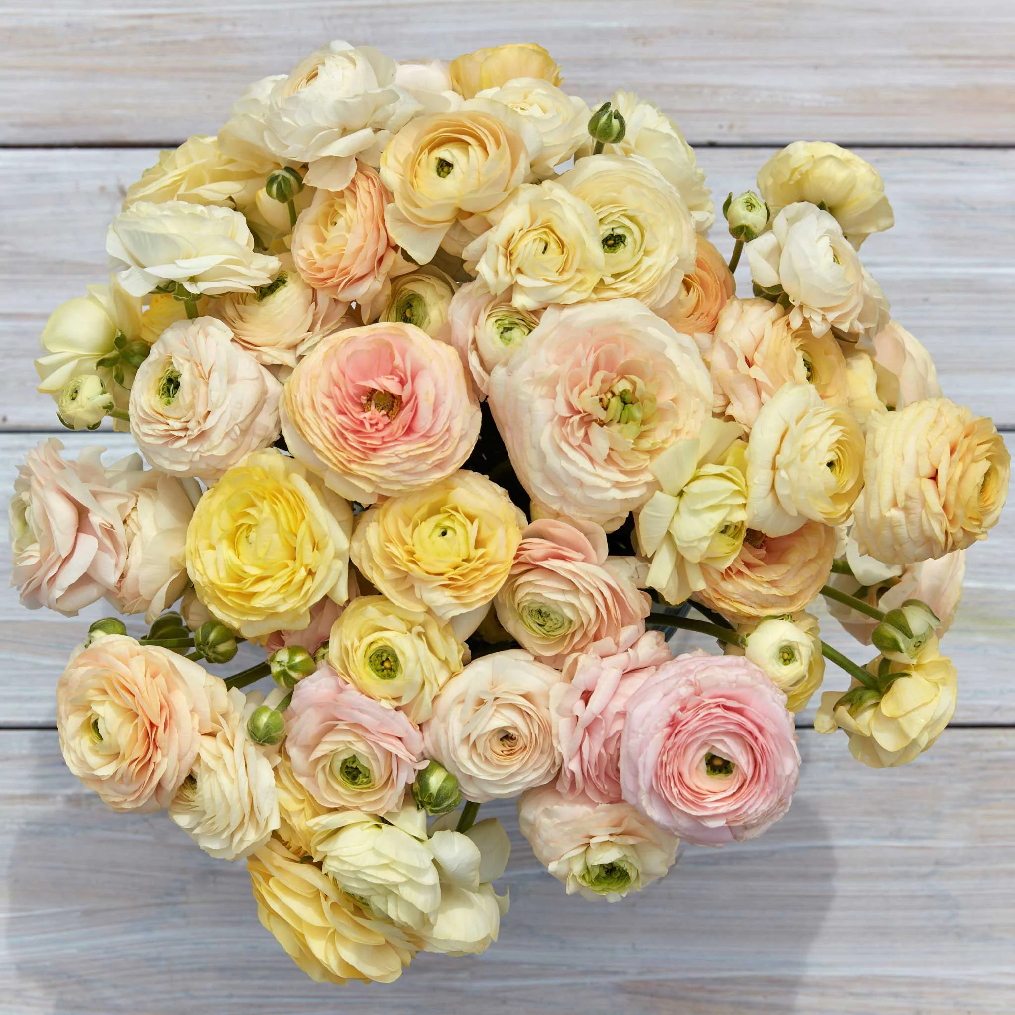 Ranunculus Bulbs - Wedding Pastel - 20 Bulbs - Mixed Flower Bulbs,  Corm  Attracts Bees, Attracts Pollinators, Easy to Grow & Maintain, Fragrant, Container Garden