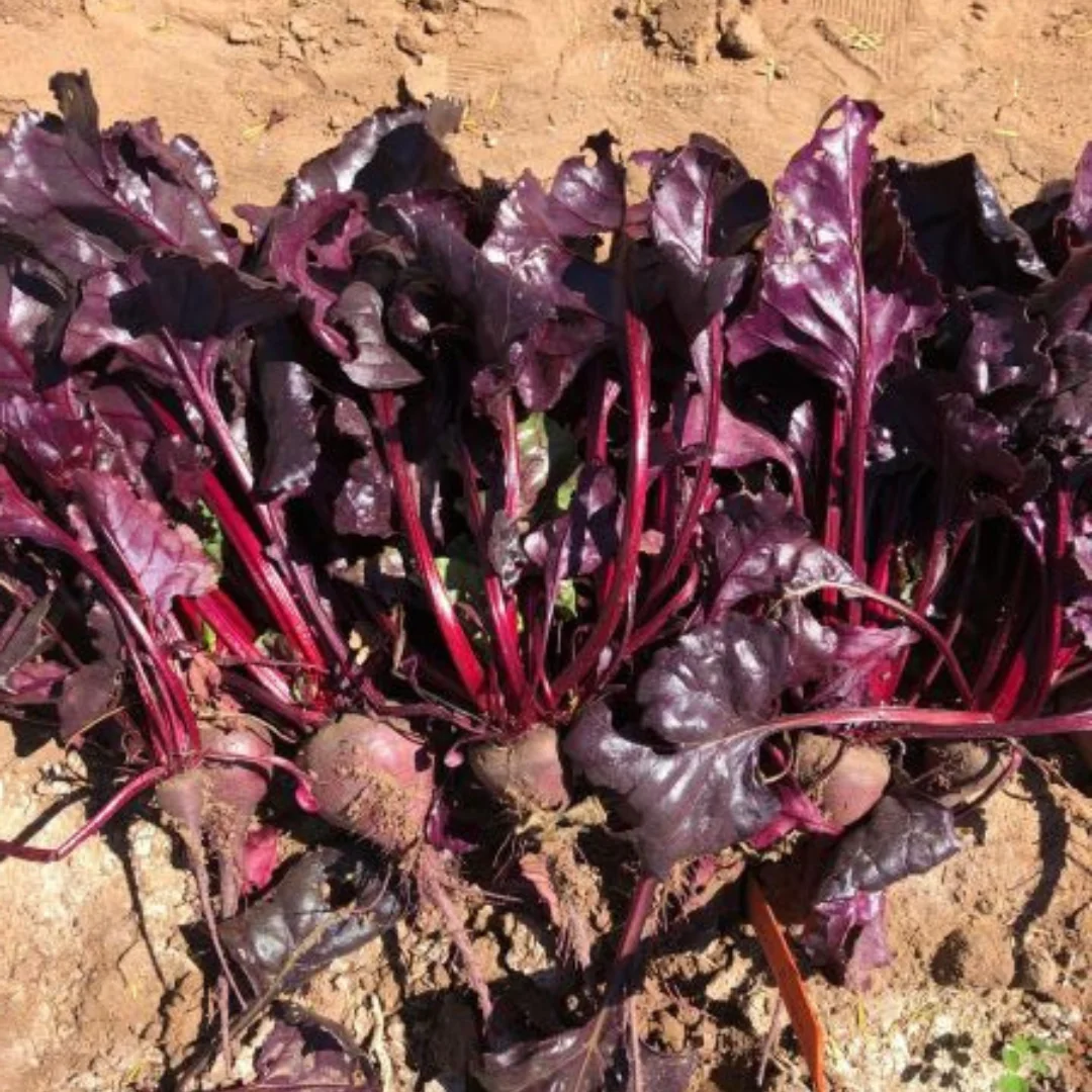 Browning Seed Beet Bull's Blood, Packet