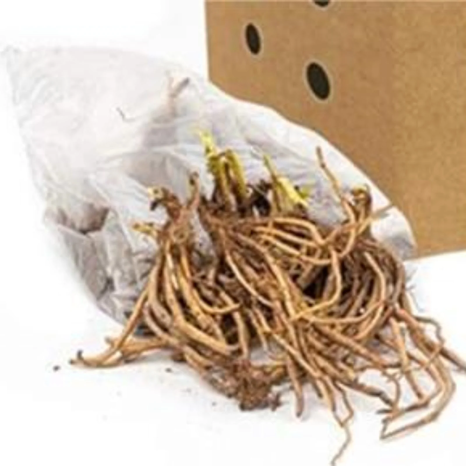 Bleeding Hearts Bulbs For Planting,Bleeding Hearts Plants,Bleeding Hearts Flowers,Beautify Environment,Dicentra Spectabilis Bleeding Heart,Bleeding Hearts Bulbs For Sale.