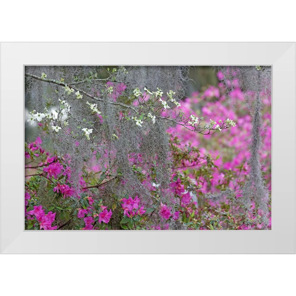Jones, Adam 14x11 White Modern Wood Framed Museum Art Print Titled - Flowering dogwood trees and azaleas in full bloom in spring-Bonaventure Cemetery-Savannah-Georgia