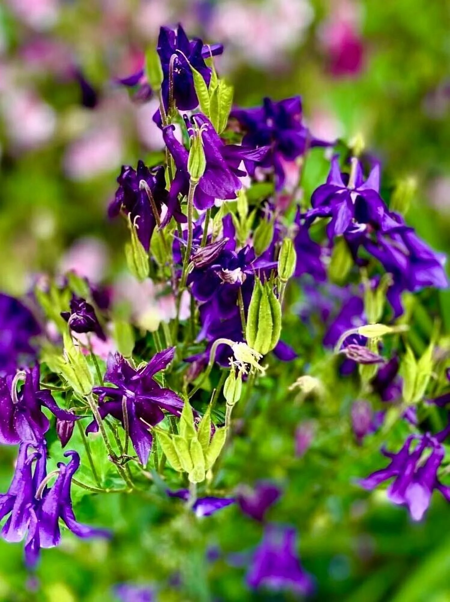Columbine PURPLE HAZE Mix 200 Seeds - Mother Nature's Seeds - Wildflower Seeds - Flower Seeds for Planting - Non-GMO