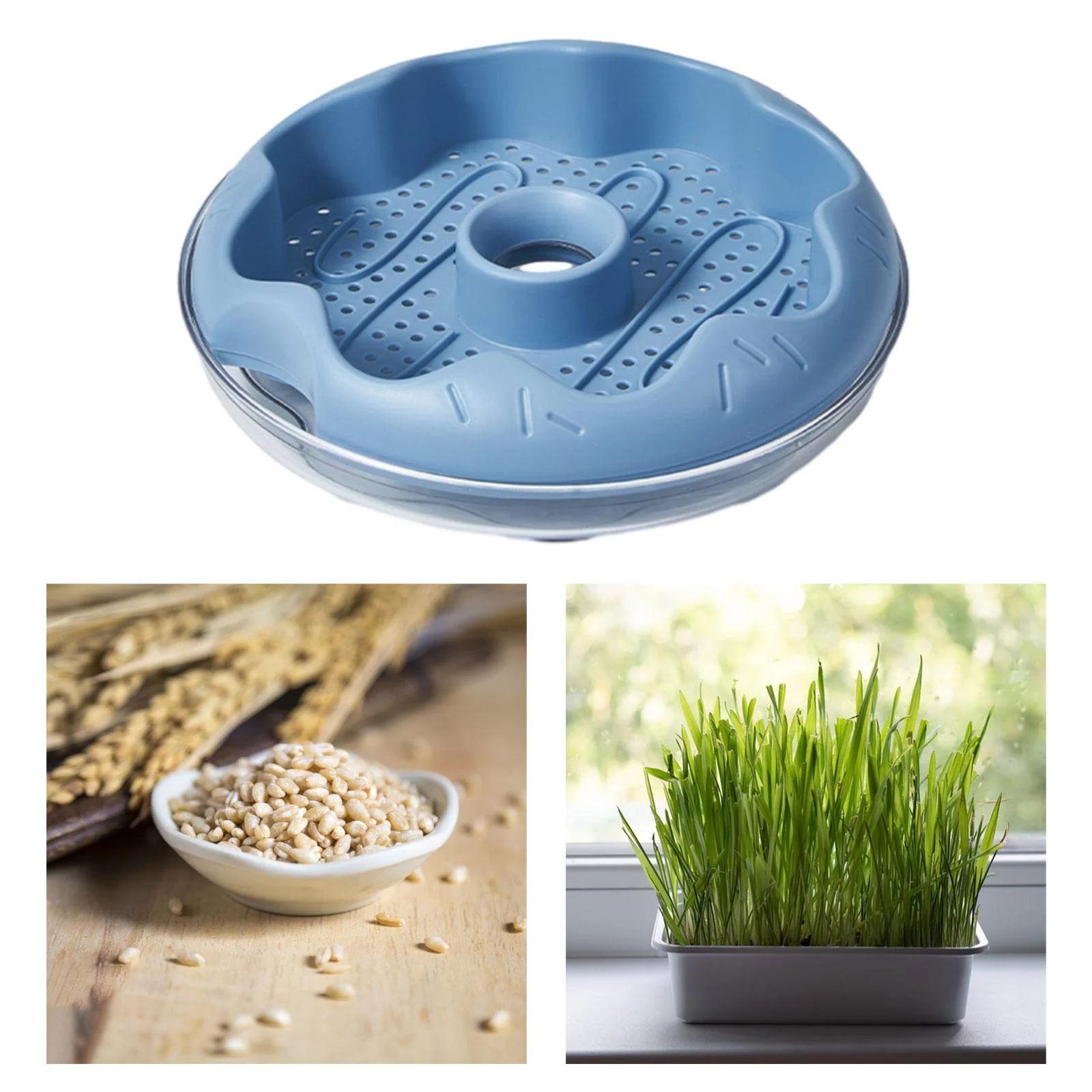 oshhnii Grass , Planting Tray, Germination Tray, Grass Sprouting Tray, Cat Snack Blue