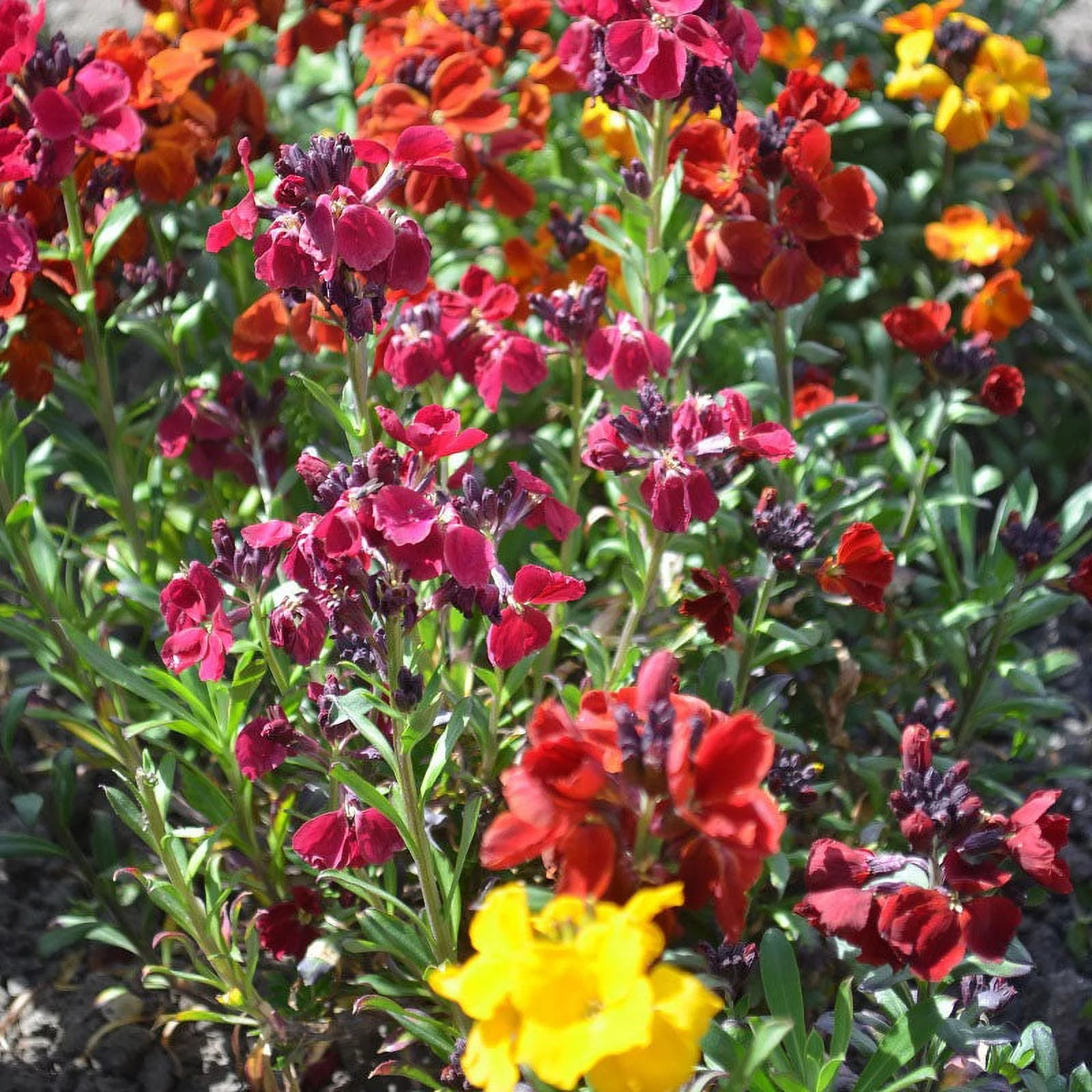 English Wallflower Seeds - 1 Ounce - Pink/Red/Orange Flower Seeds,  Heirloom Seed  Attracts Bees, Attracts Butterflies, Attracts Hummingbirds, Attracts Pollinators, Fragrant, Container Garden