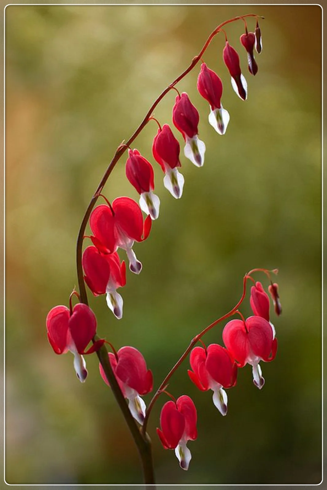 Bleeding Hearts Bulb, Bleeding Heart, Decorative, Love, Water Drop , Ornamental, Potted, Bleeding Hearts Flowers，Bleeding Hearts Bulb For Sale