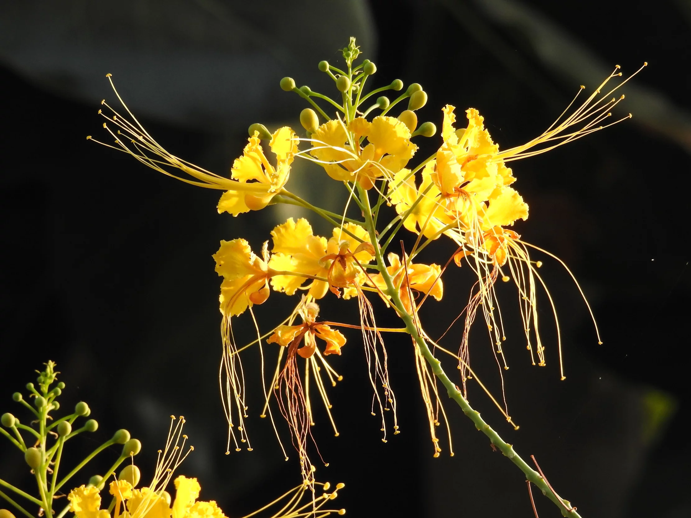 Tropical Seeds - White Flame Tree- 10 Heirloom Flower Seeds -White Gul Mohur-   Tropical -Delonix elata