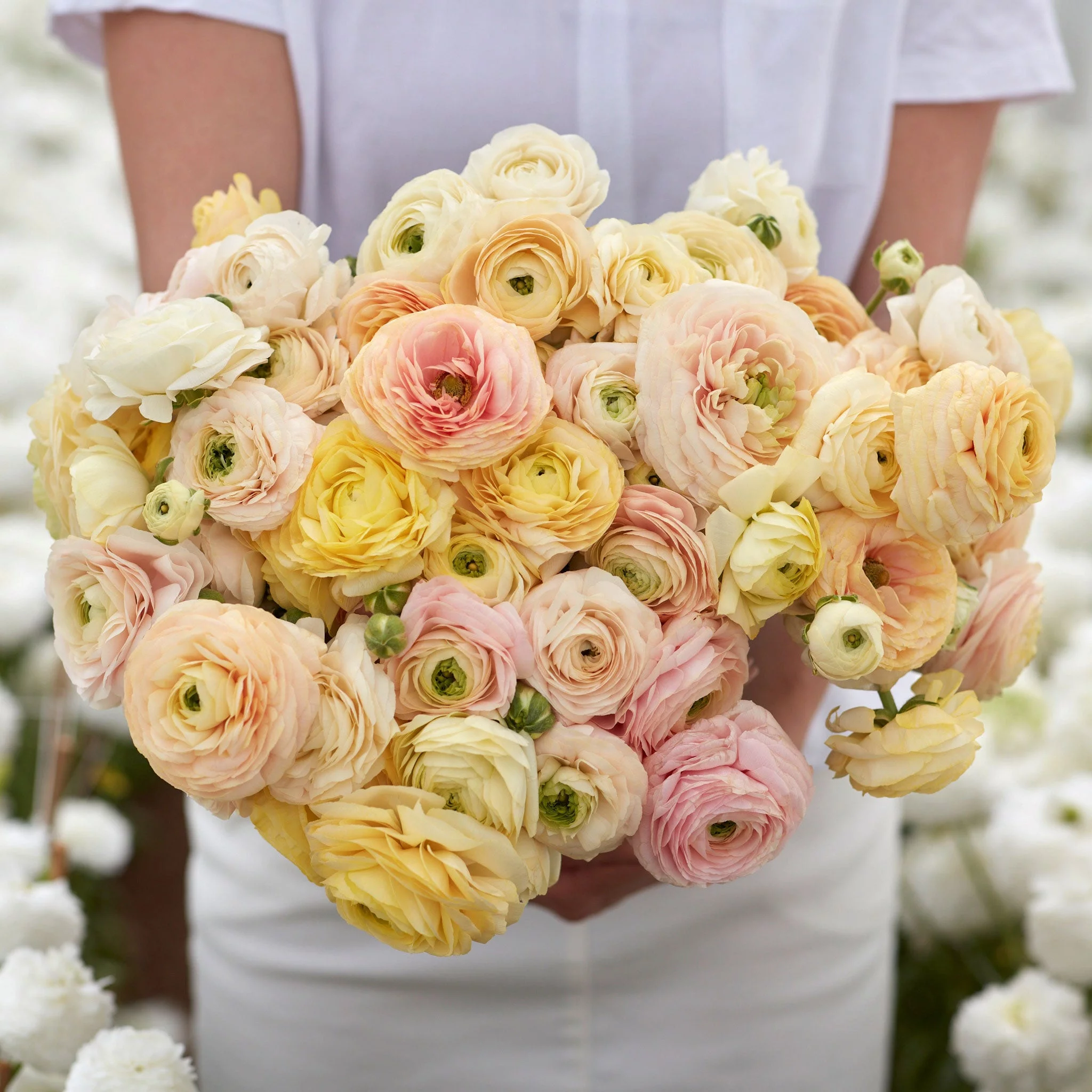 Ranunculus Bulbs - Wedding Pastel - 20 Bulbs - Mixed Flower Bulbs,  Corm  Attracts Bees, Attracts Pollinators, Easy to Grow & Maintain, Fragrant, Container Garden