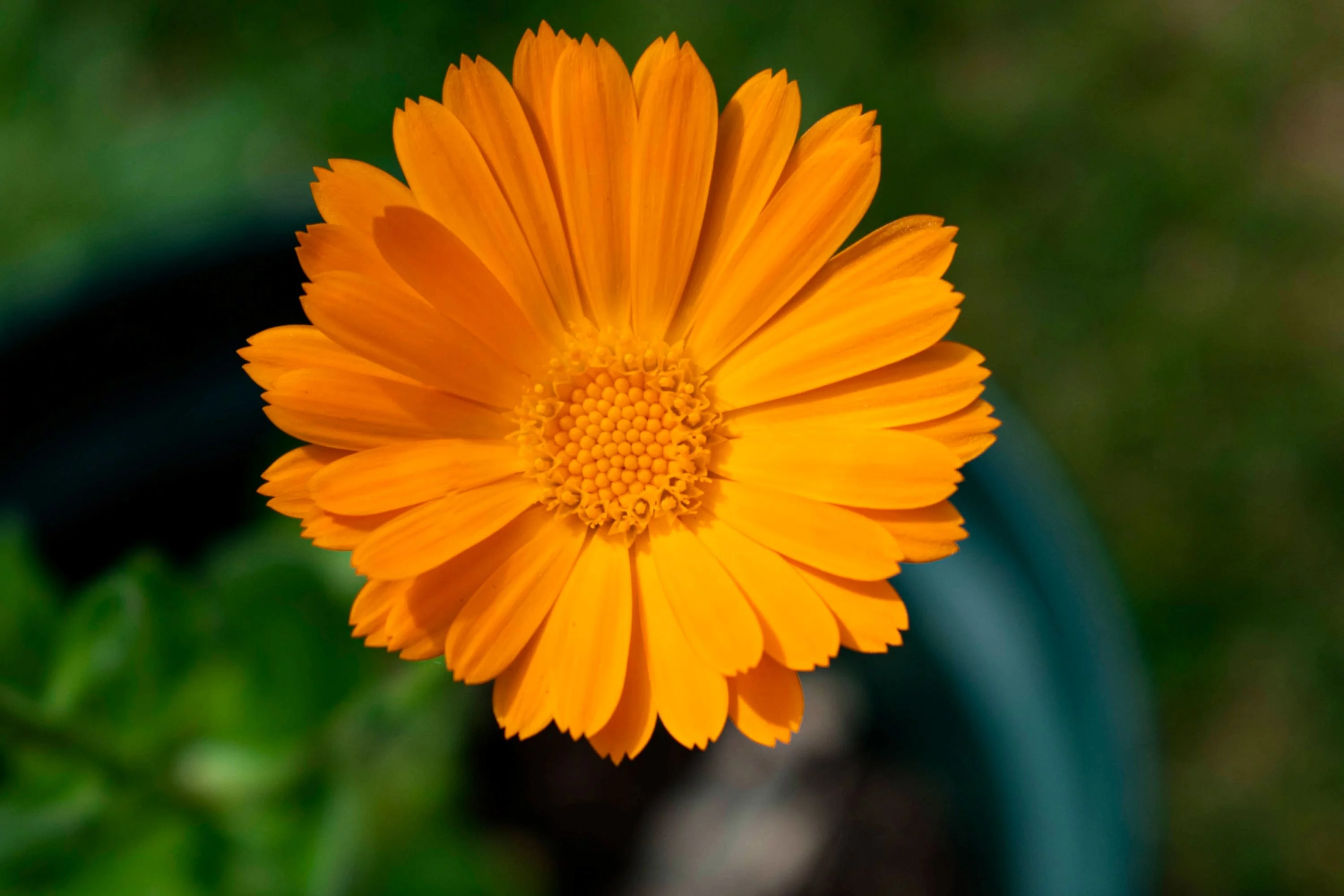 Pacific Beauty Calendula Seeds/ Annual/ Full Sun/ 4500 Seeds 1 oz/ Zellajake Farm and Garden - B246
