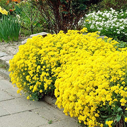 CHUXAY GARDEN Yellow Arabis-Rock Cress,Aurinia Saxatilis,Basket of Gold 100 Seeds Mulch The Lawn Striking Landscaping Plant