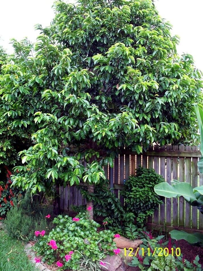 SOURSOP FRUIT TREE SEEDS Annona muricata Graviola Tropical RARE Brazilian Pawpaw, 10 SEEDS