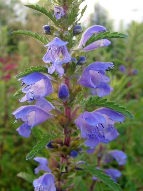 50 Purple False Dragon DRAGONS HEAD OBEDIENT PLANT Dracocephalum Flower Seeds