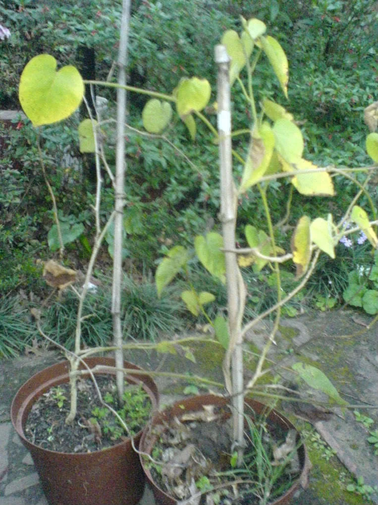 10 White CHRISTMAS VINE Turbina Flower Rivea Corymbosa Ornamental Climber Seeds