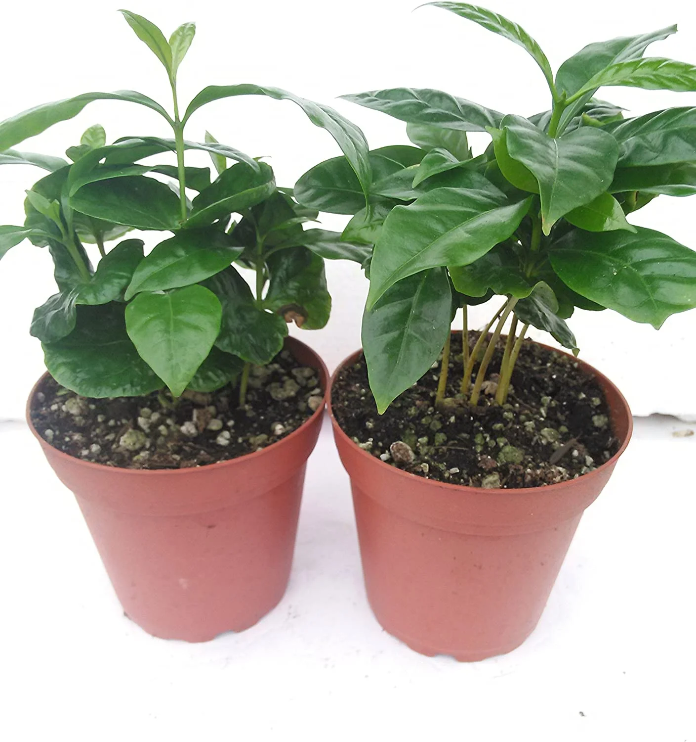 Two Arabica Coffee Bean Plant 4