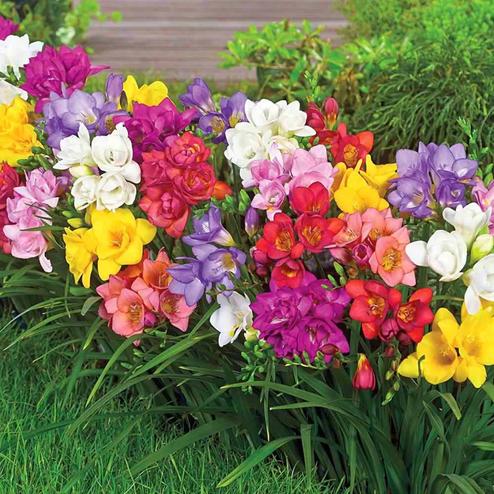 Freesia Bulbs For Planting Freesia Bulbs Double Freesia Flowers Real Freesia Potted Plant Freesia Plant Live  Freesia Bulbs Fragrant