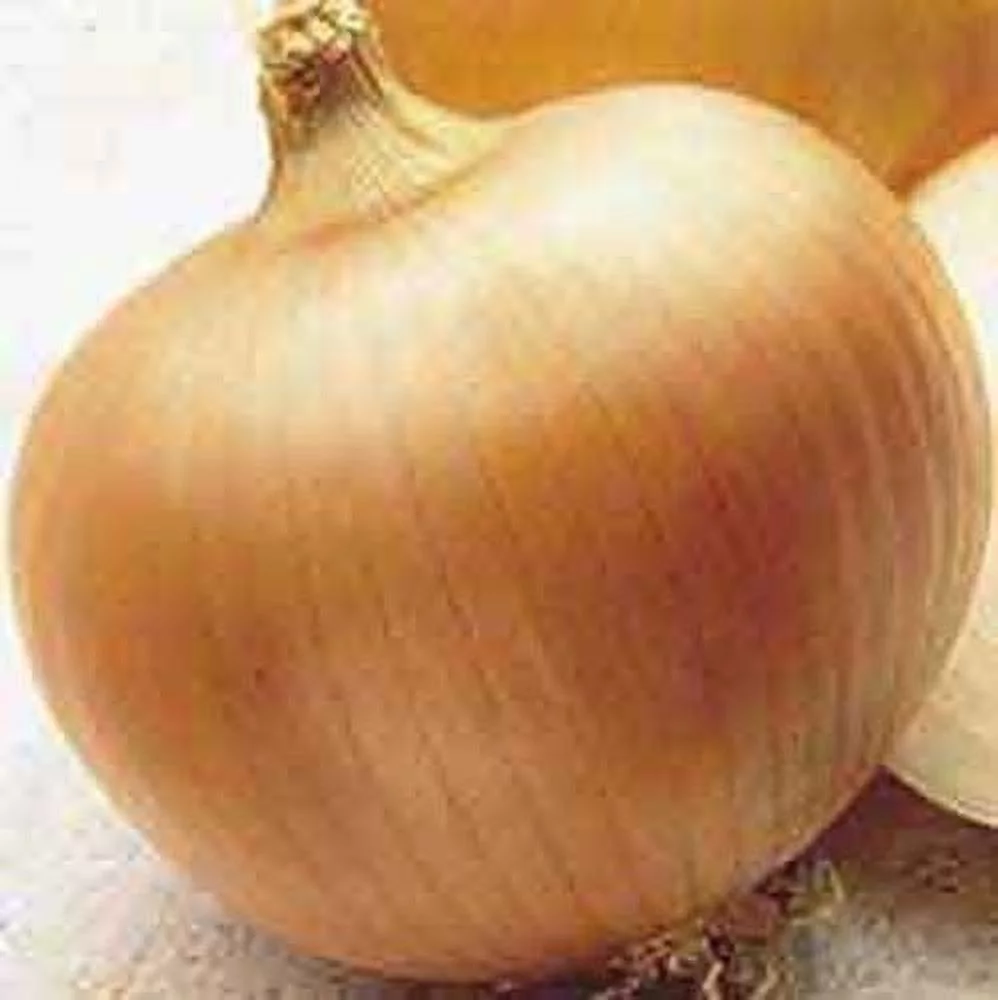 Onion Yellow Sweet Spanish BULK 5,000 Seeds Great Heirloom Vegetable