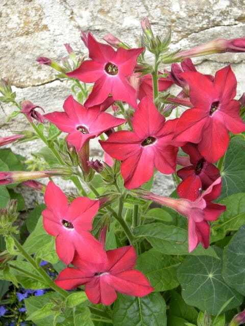 100 Red CRIMSON KING NICOTIANA Affinis Ornamental Flowering Tobacco Flower Seeds