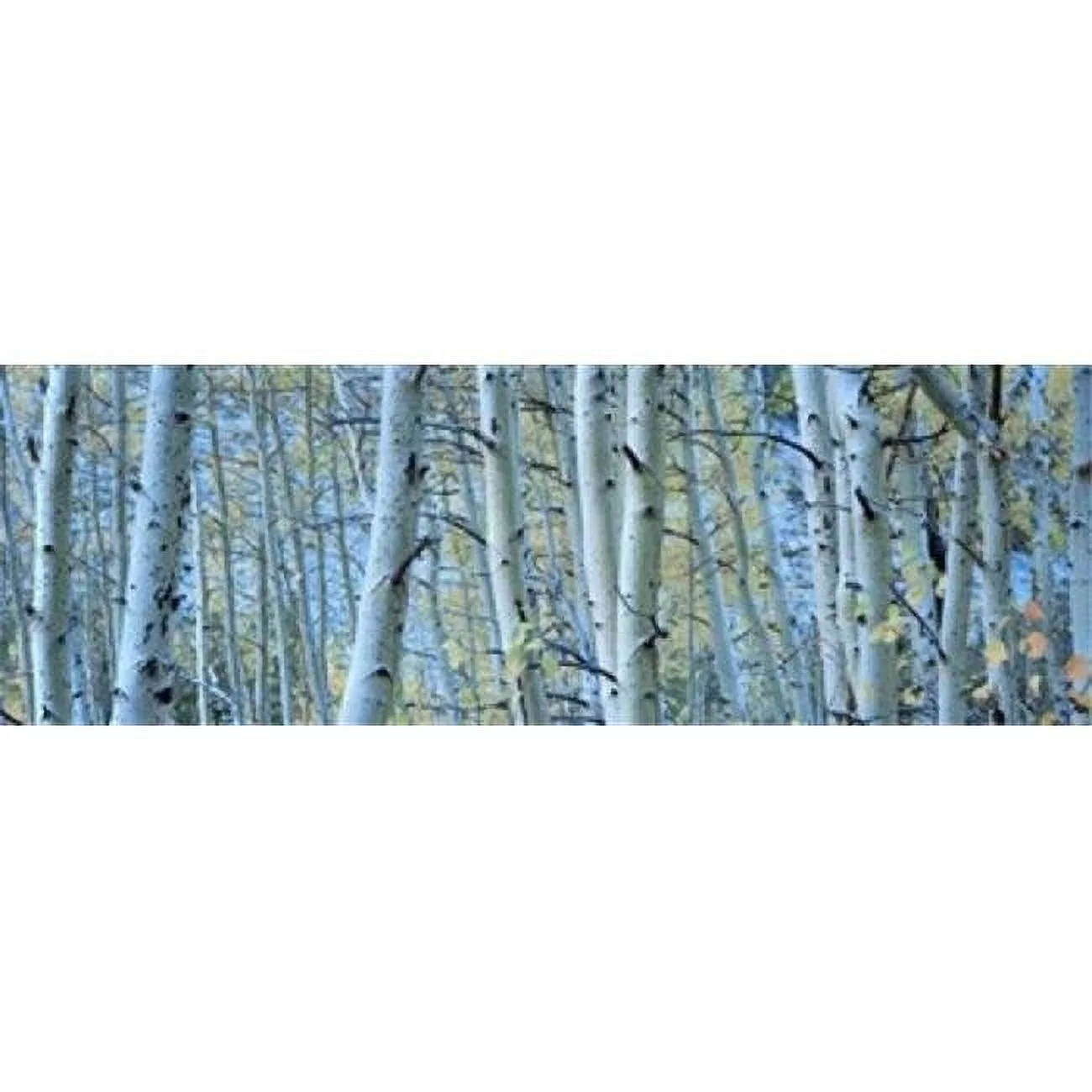 Panoramic Images  Aspen trees in a forest Rock Creek Lake California USA Poster Print by Panoramic Images - 36 x 12