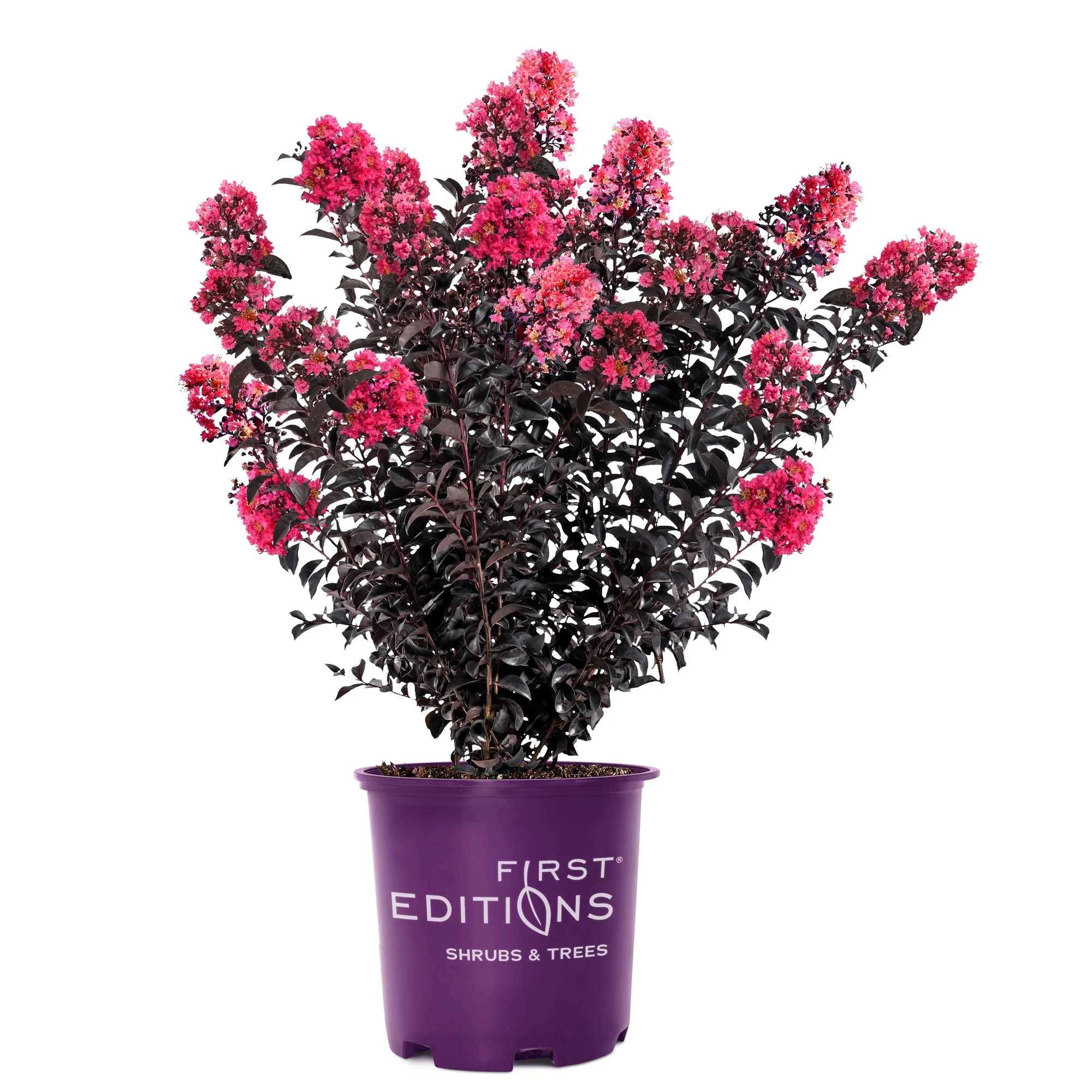 First Editions Midnight Magic Crape Myrtle Live Shrubs (2 Gallon)