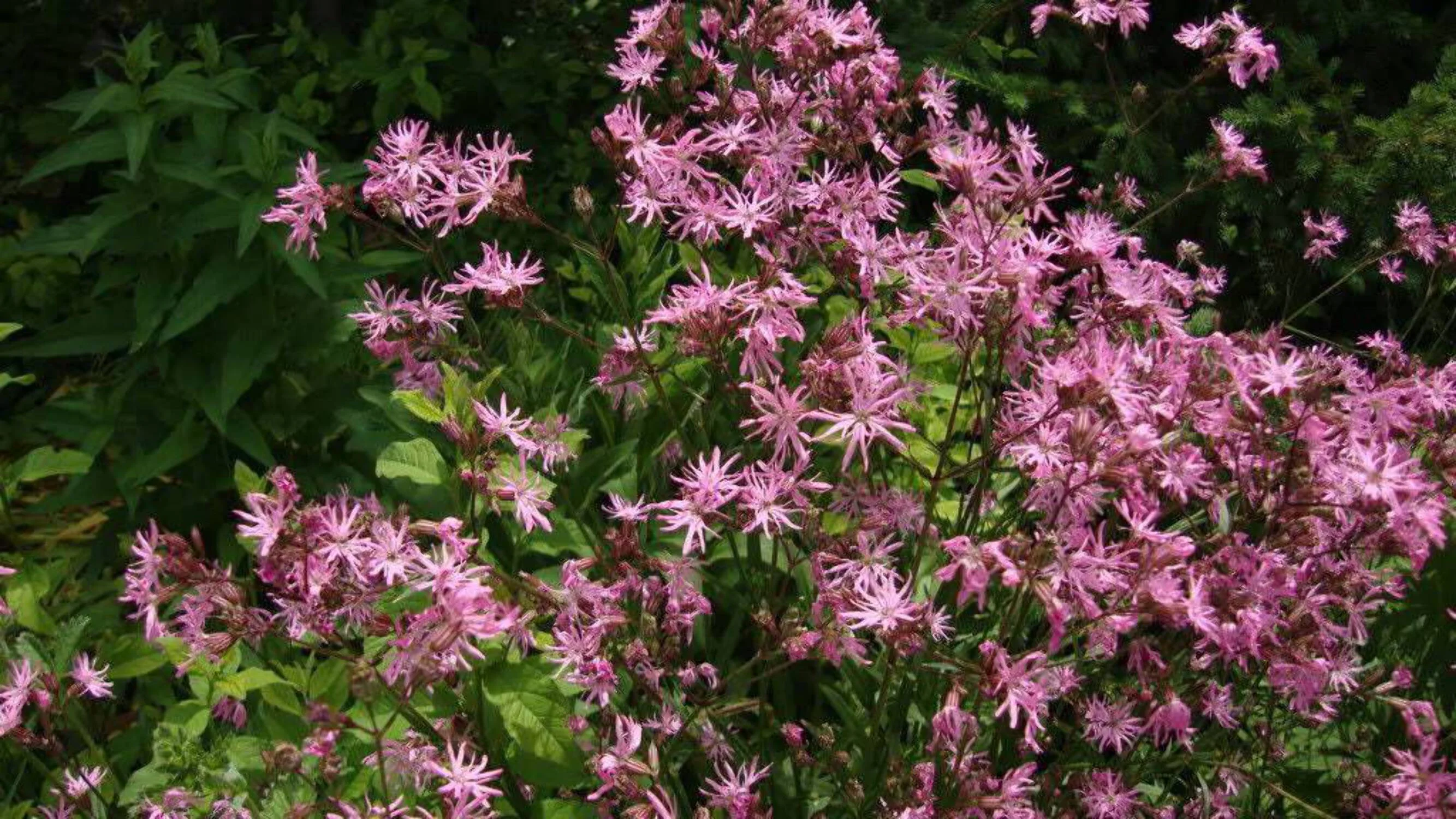 100 RAGGED ROBIN Pink Purplish Lychnis Flos Cuculi Flower Seeds