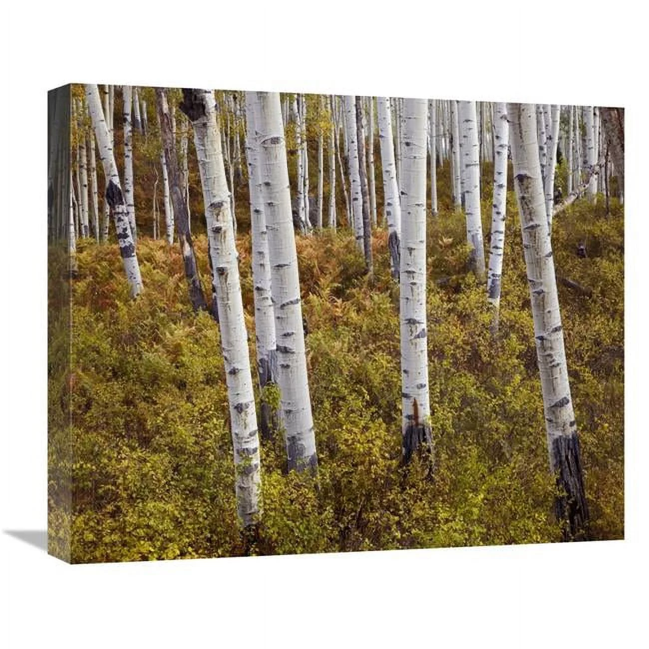 22 in. Quaking Aspen Trees in Autumn Art Print - Tim Fitzharris