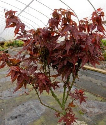 Kurenai Jishi Dwarf Japanese Maple 1 - Year Live Plant