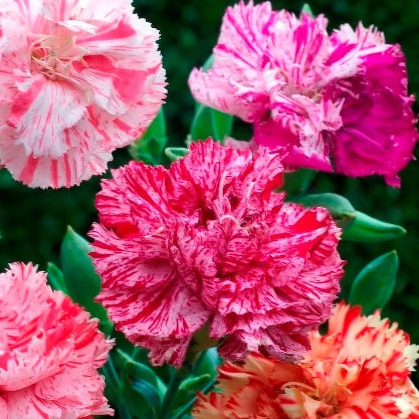 Carnation Seeds - Picotee Mix - Packet - Pink Flower Seeds,  Heirloom Seed  Attracts Bees, Attracts Butterflies, Attracts Pollinators, Edible, Fragrant, Container Garden