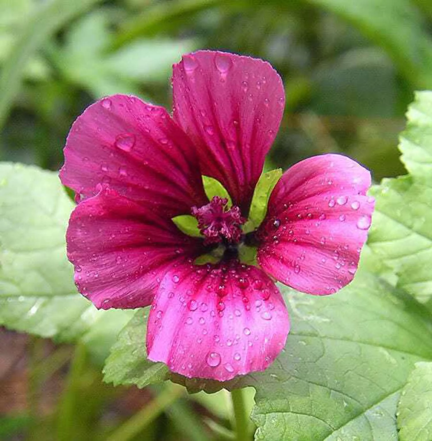 10 VULCAN MALOPE Trifida / Mallowwort / Mallow Flower Seeds