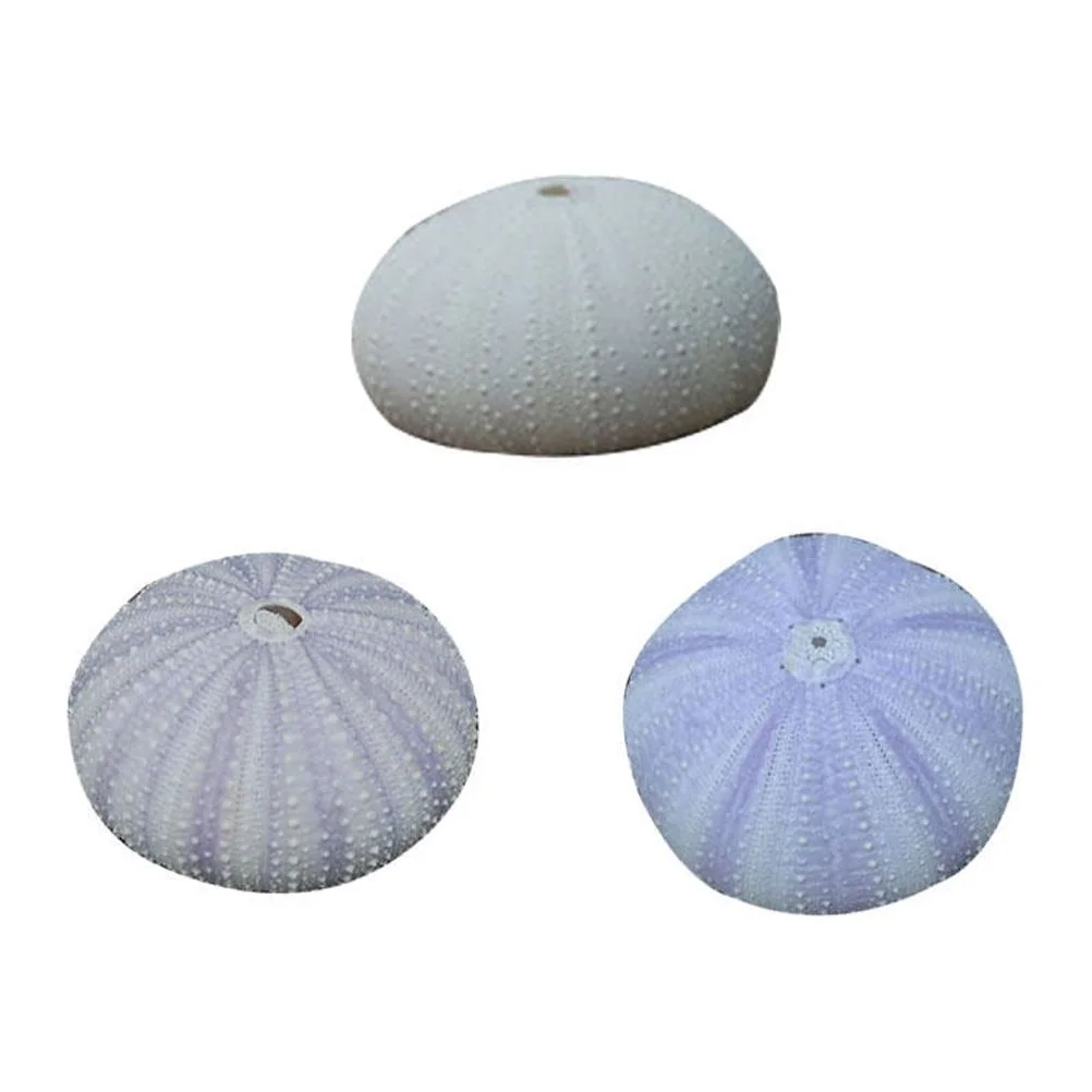 NICEXMAS 3 Pcs Natural Dried Sea Urchin Shells Conch Shells Creative Air Plant Containers DIY Handmade Mini Planting Pots Desktop Ornament (Random Color)