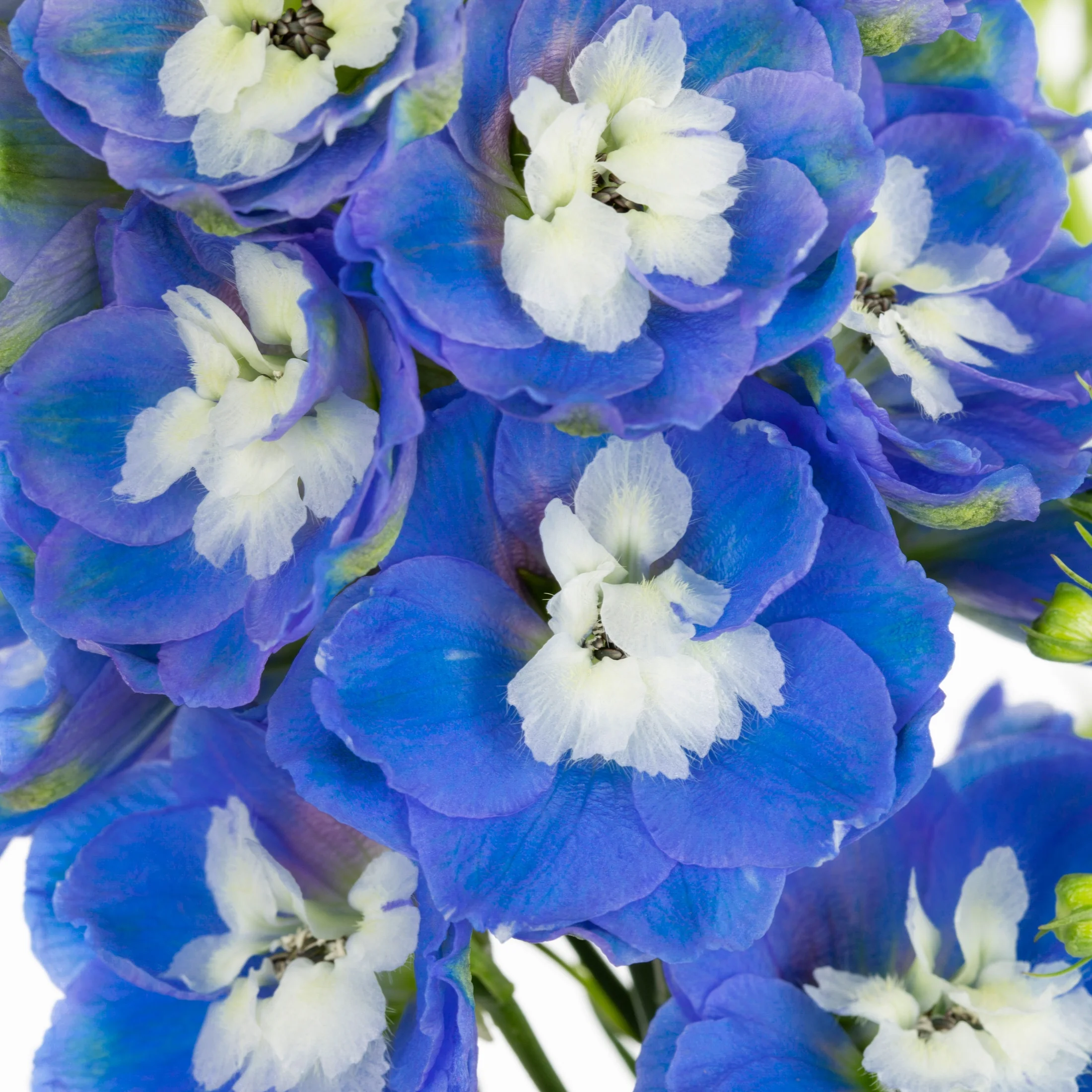 Better Homes & Gardens 2.5QT Blue Delphinium Blue Diamonds Live Plants with Grower Pot