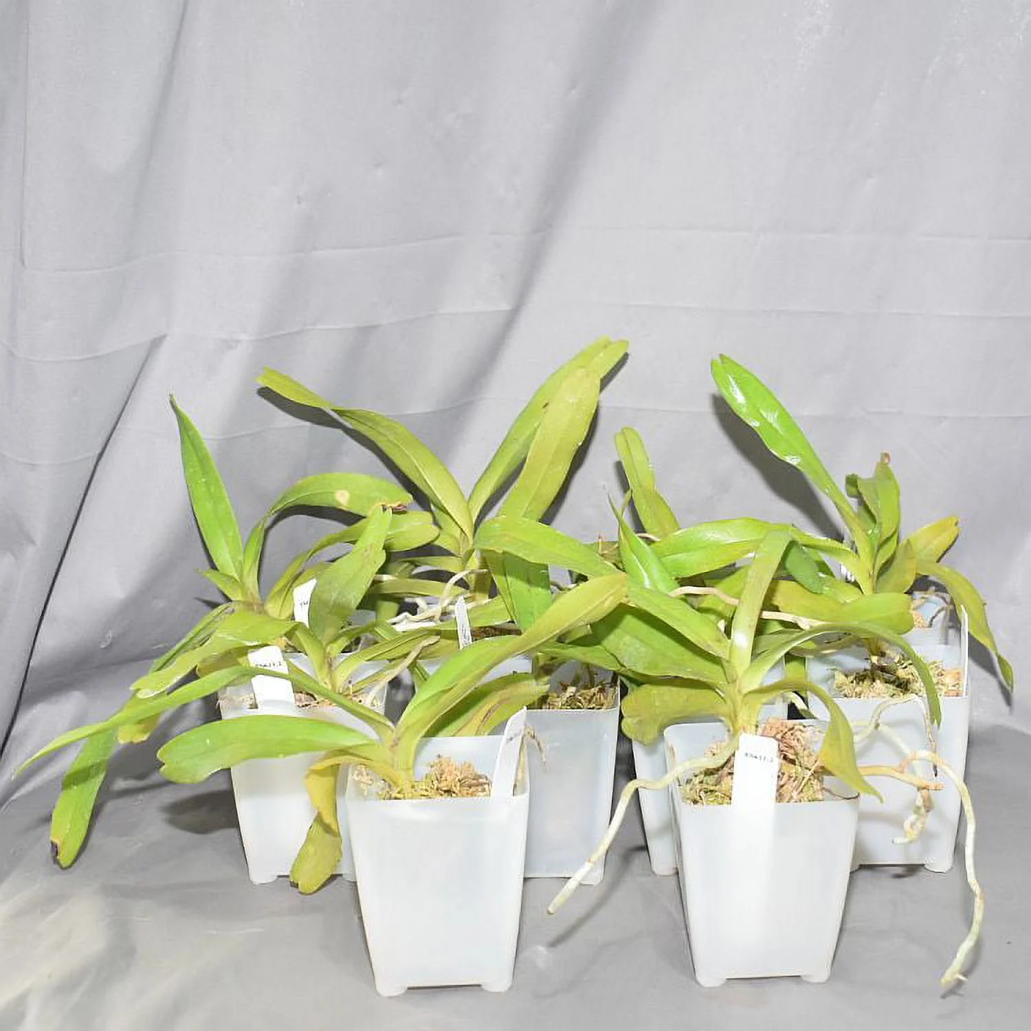 TS621.2 Aerides falcata Bare Root A322