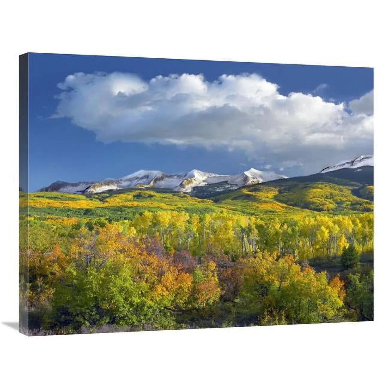 Global Gallery  East Beckwith Mountain Flanked by Fall Colored Aspen Forests Under Cumulus Clouds - Colorado Art Print